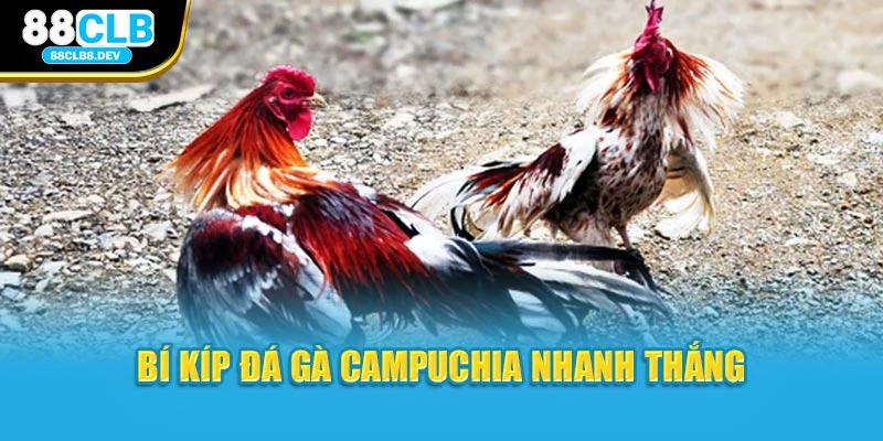 Bí kíp đá gà campuchia nhanh thắng