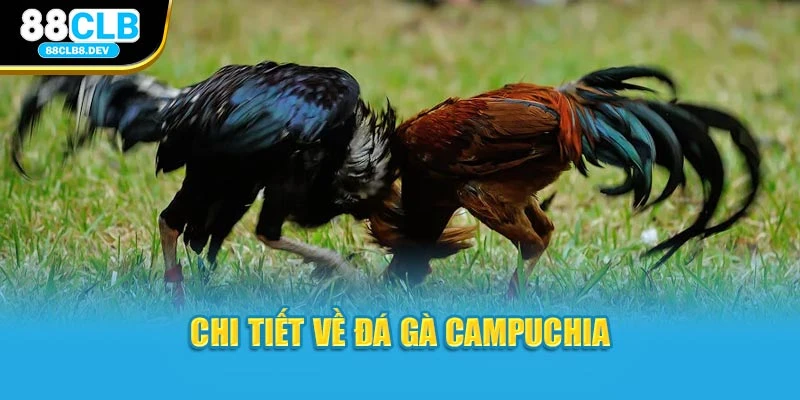 Chi tiết về đá gà campuchia