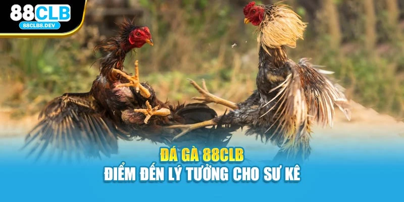 Đá gà 88CLB – điểm đến lý tưởng cho sư kê