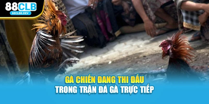 Gà chiến đang thi đấu trong trận đá gà trực tiếp