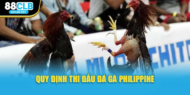 Quy định thi đấu đá gà Philippine
