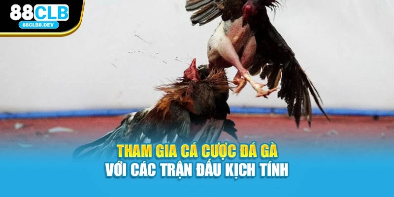 Tham gia cá cược đá gà với các trận đấu kịch tính