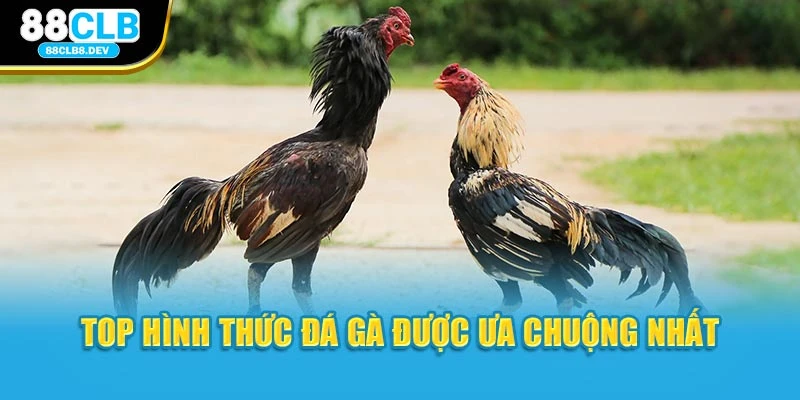 Top hình thức đá gà được ưa chuộng nhất