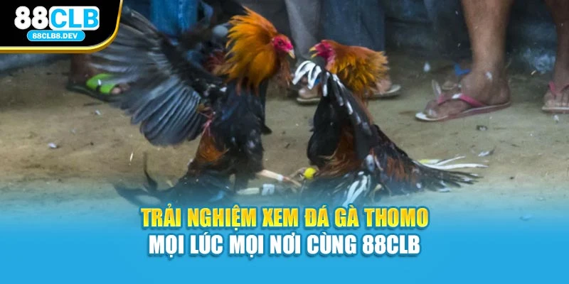 Trải nghiệm xem đá gà Thomo mọi lúc mọi nơi cùng 88clb