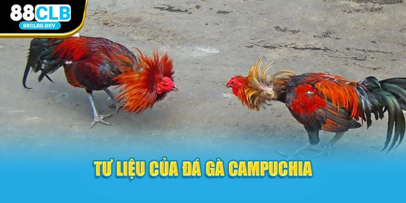 Tư liệu của đá gà campuchia